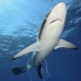 shark_silky_far_jar_v_0489_cub5565_v2.jpg